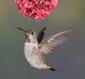 Alpine Hummingbirds-2828.jpg
